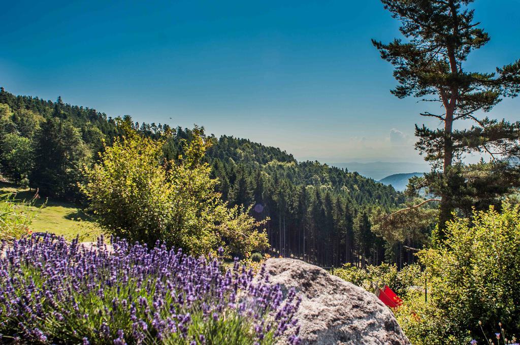 Les Gites D'Adelspach Gites & Spa En Alsace Aubure Ngoại thất bức ảnh